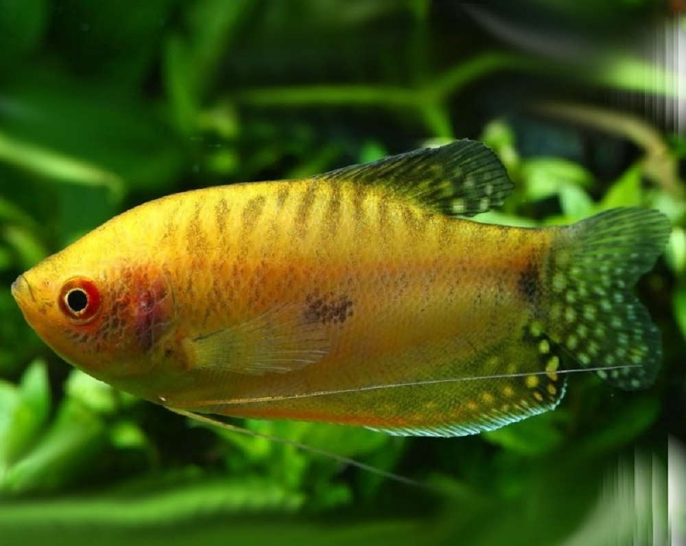 Trichopodus trichopterus var. - Golden Gourami