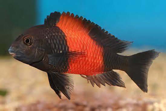 Tropheus mbemba var. Orange