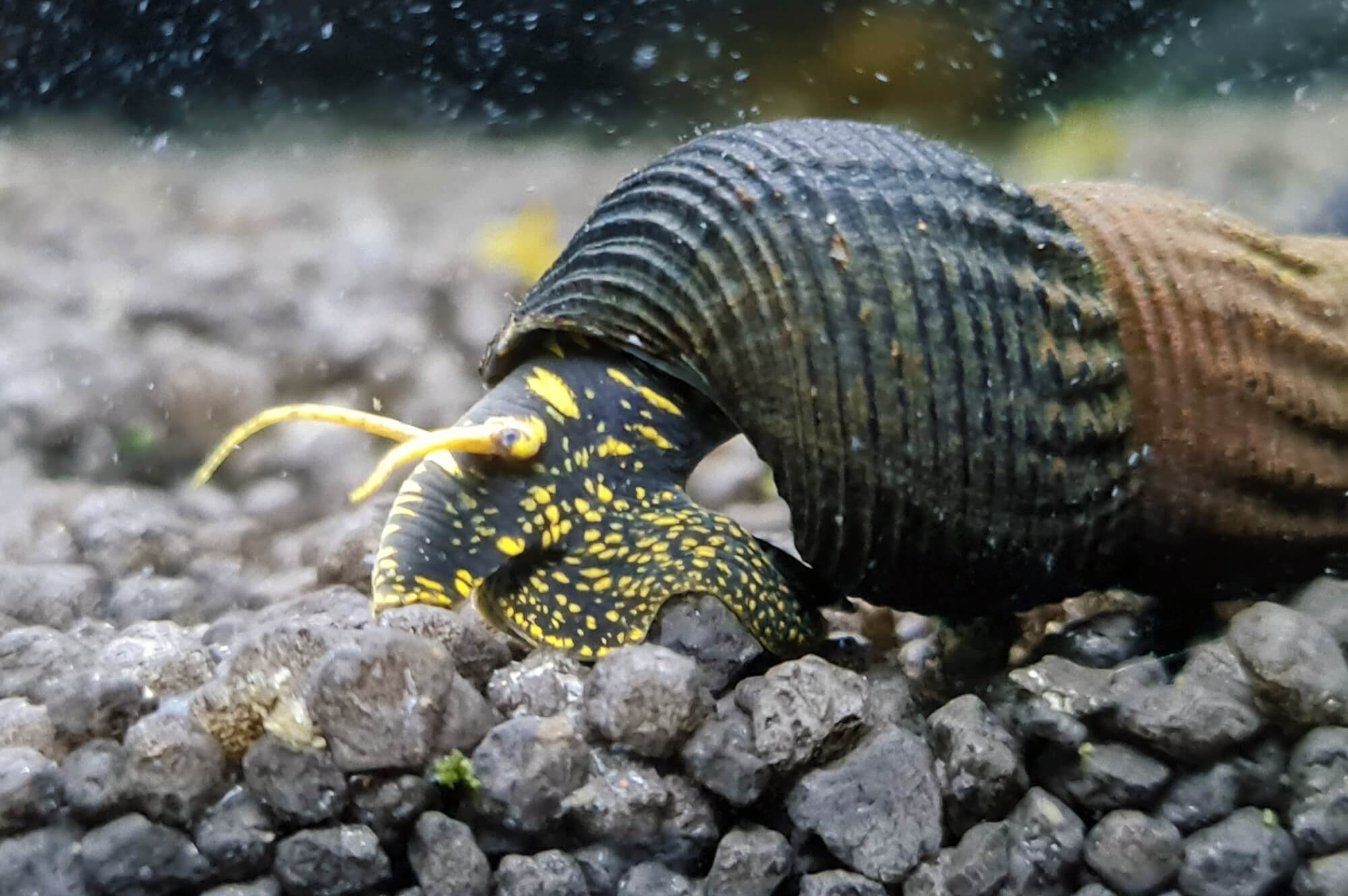Tylomelania towutensis - Yellow Spotted Rabbit Snail
