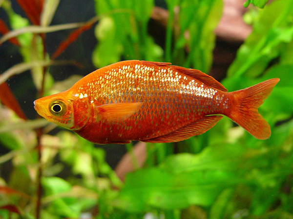 Glossolepis incisus - Red Irian Rainbow