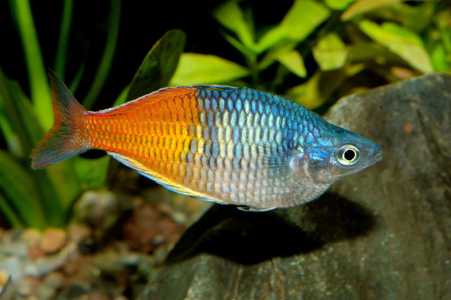 Melanotaenia boesemani