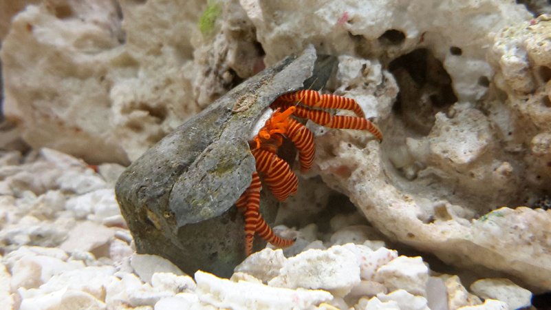 Ciliopagurus strigatus - Halloween Hermit Crab